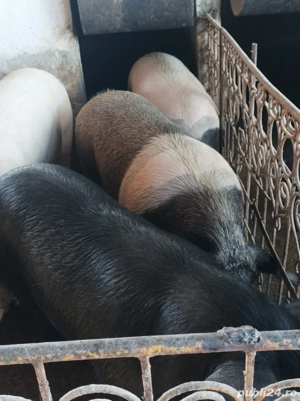 Porci de vanzare - imagine 5