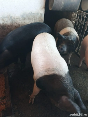 Porci de vanzare - imagine 2