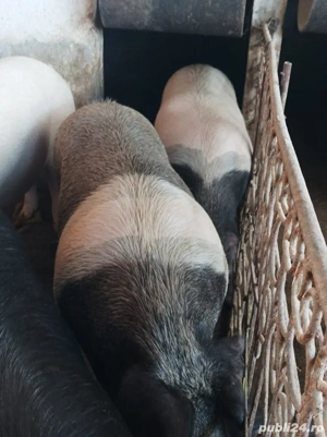 Porci de vanzare - imagine 3