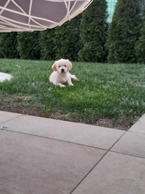 Femela golden retriever 