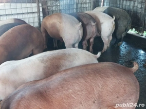 Porci de vanzare