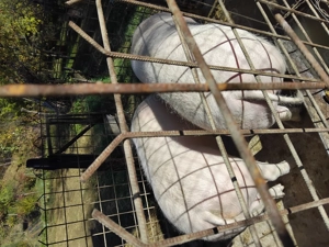 Vând porci  - imagine 3