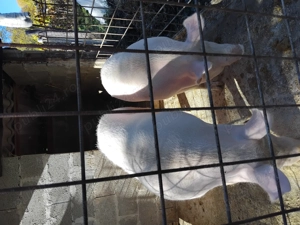 Vând porci  - imagine 2