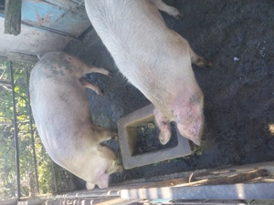 Vând porc  - imagine 2