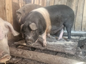 vând porci rasa bazna 170-180 kg 