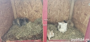 cap de leu - imagine 5