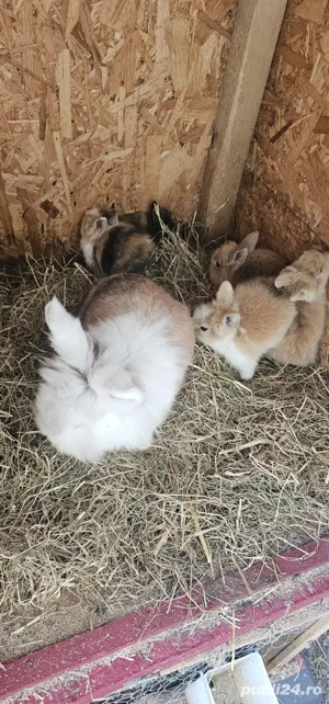 cap de leu - imagine 3