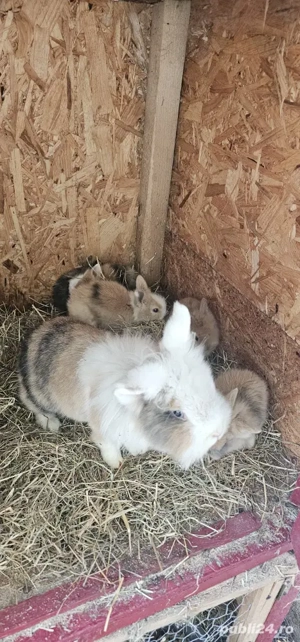 cap de leu - imagine 2