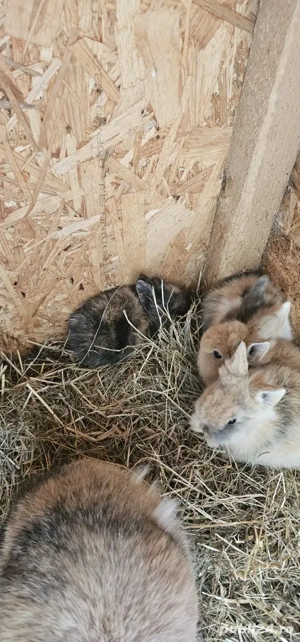 cap de leu - imagine 4