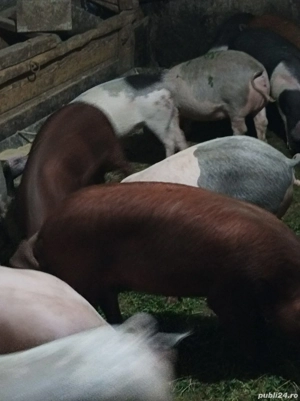 Șoldănei 40-45 KG - imagine 5