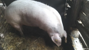 vand scroafa pentru taiat - imagine 2