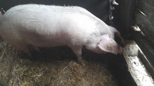 vand scroafa pentru taiat