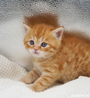 British Orange fetita - imagine 2