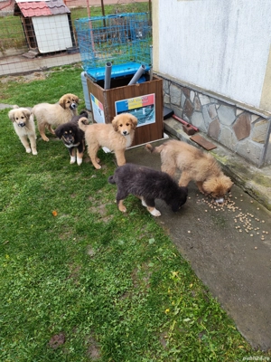 Câini ciobănesc pui 