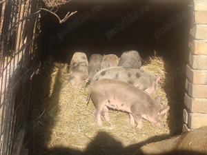 Vând purcei de 8 săptămâni  - imagine 2