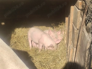 Vând purcei de 8 săptămâni 