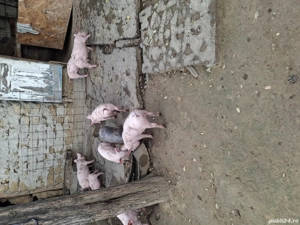 purcei de vanzare   - imagine 3