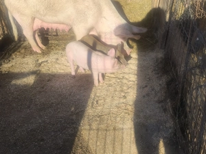 Vând purcei de 8 săptămâni  - imagine 3