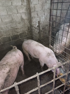 Porci si purcei de vanzare - imagine 2