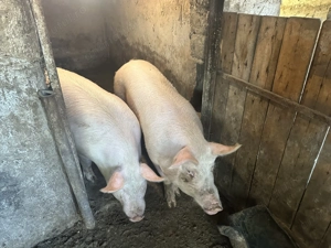 Carcasa porc  - imagine 3