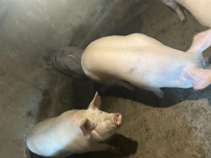 Carcasa porc  - imagine 2