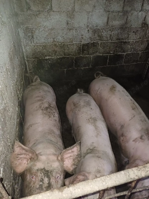 Porci si purcei de vanzare