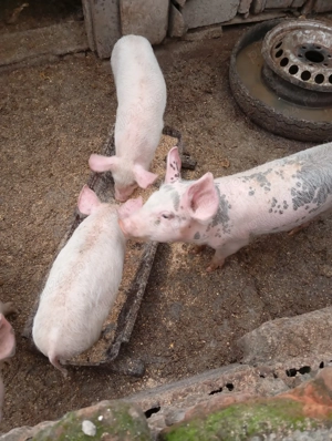 Vînd purcei de 12 sâptâmîni preț 350 buc  frumoși și mîncâciosi - imagine 5