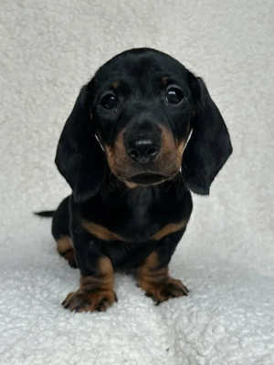 Căței Teckel 7 săptămâni 