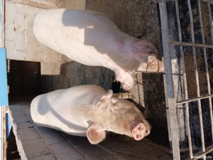porci de vanzare - imagine 2