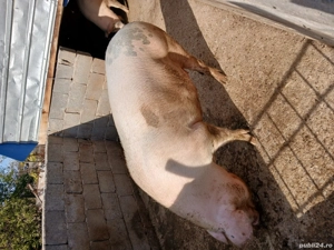 porci de vanzare - imagine 4