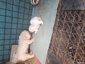 femela bichon maltez 2 luni