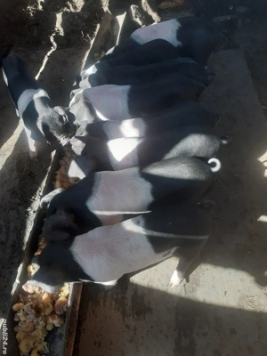 scroafa cu 12 purcei de 1 luna foarte mancaciosi crescuți natural în propria gospodarie 