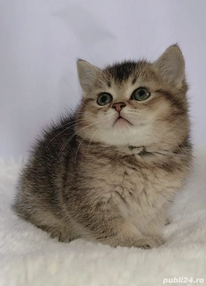 British Gold  - imagine 2