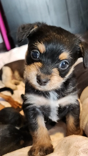 Donez pui cățel talie mica  - imagine 5