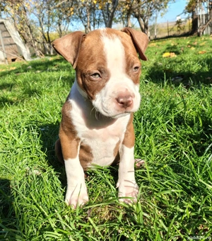 Căutăm căsută nouă  - imagine 5