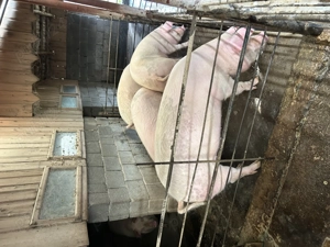 Vand porci de carne crescuti natural  - imagine 2