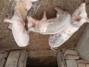 Vînd purcei 12 sâptâmîni - imagine 3