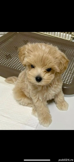 Maltipoo puiuti  - imagine 2