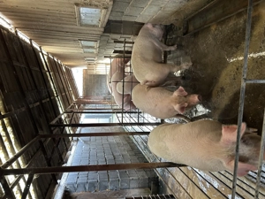 Vand porci de carne crescuti natural 