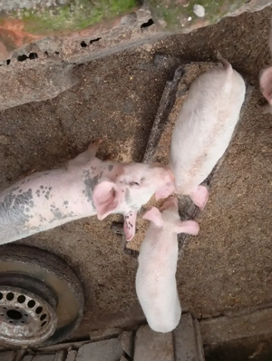 Vînd purcei 12 sâptâmîni