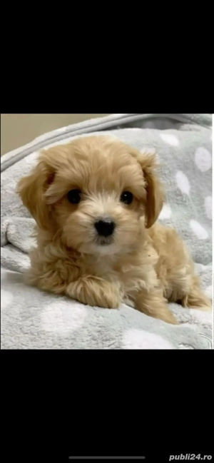 Maltipoo puiuti 