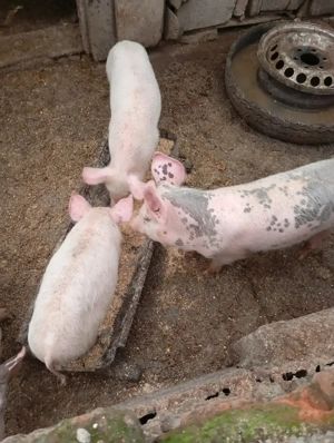 Vînd purcei 12 sâptâmîni - imagine 2