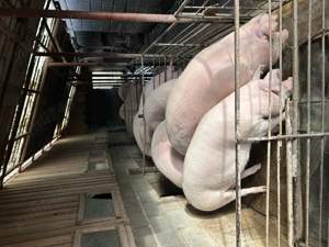 Vand porci de carne crescuti natural  - imagine 3