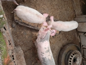 Vînd purcei 12 sâptâmîni - imagine 5