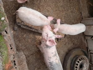 Vînd purcei 12 sâptâmîni - imagine 4