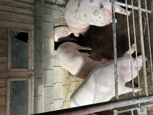 Vand porci de carne crescuti natural  - imagine 4