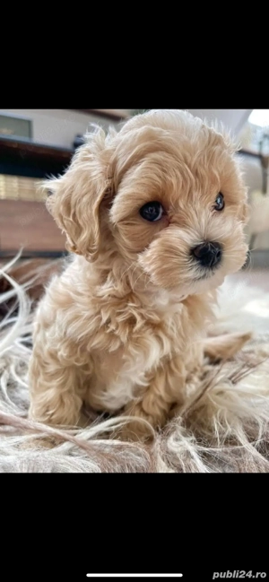 Maltipoo puiuti  - imagine 3