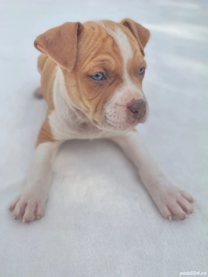 american bully ABKC  - imagine 2