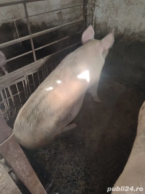 vand porci de sacrificat - imagine 2