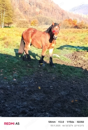 Vând armăsar frumos